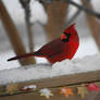 Male Cardinal