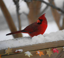 Male Cardinal