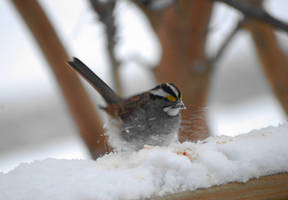 Hungry Snow Bird