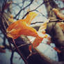 Falling in autumn.
