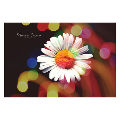 Flower of the Sun.