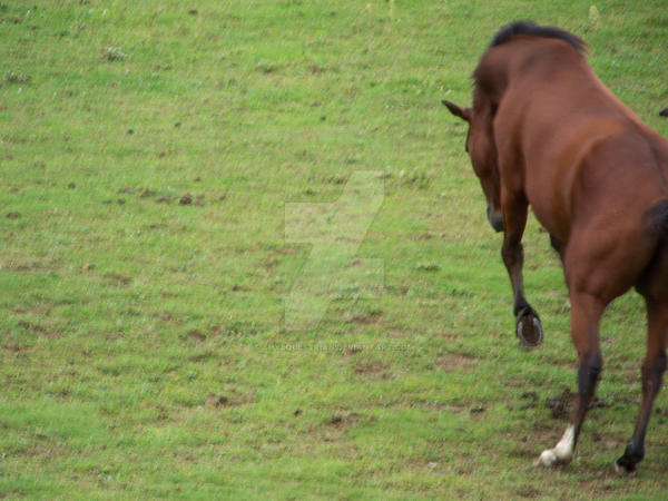 Bucking Vs Rearing Jack Bucking or Rearing by ShyEquestrian on DeviantArt