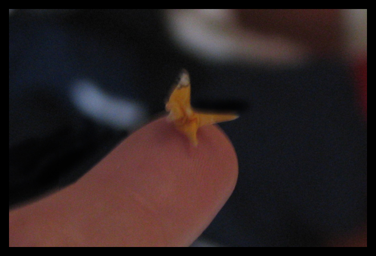 Smallest crane Everrr o______O