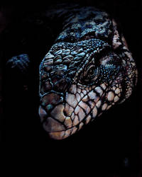 Tegu Study