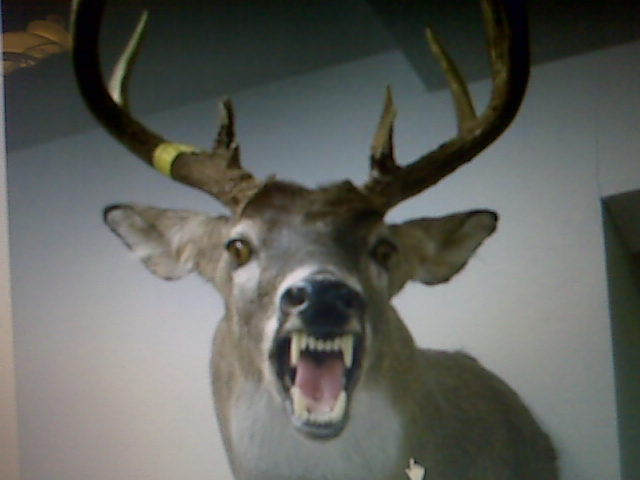 Deer head with fangs!