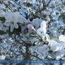 White Flowers 2