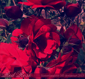 Red rose by Sisterslaughter165 Red rose by Sisterslaughter165
