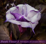 Purple Flower 3 by Sisterslaughter165