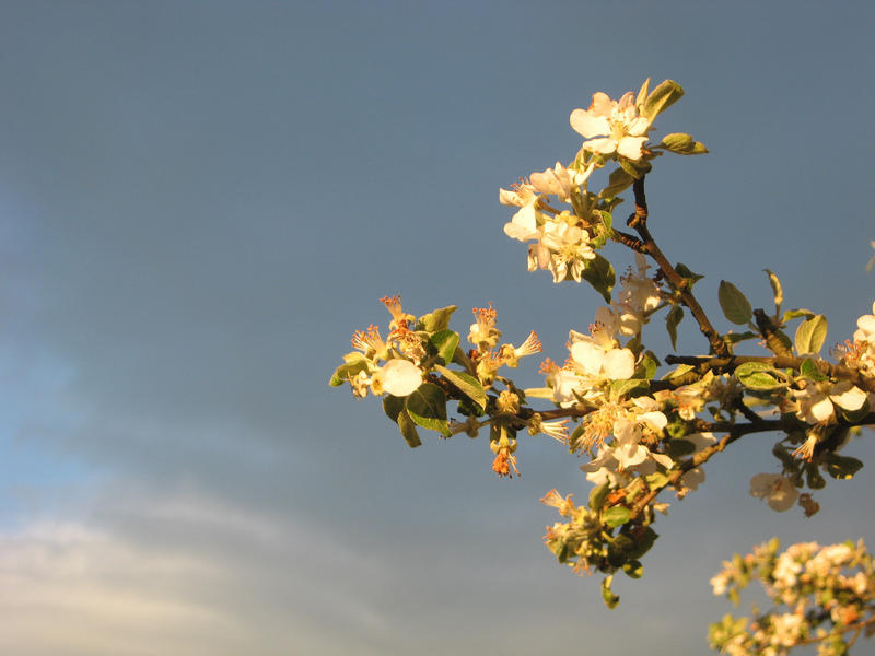 apple blossom stock