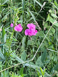 Broad-leaved Sweet Pea - Daily Nature Fix #210