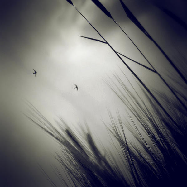 Bird Falling Deviantart bird flight by TheLastOfDays on DeviantArt