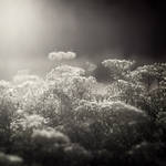 Solar blur by TheLastOfDays