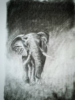 Elephant 