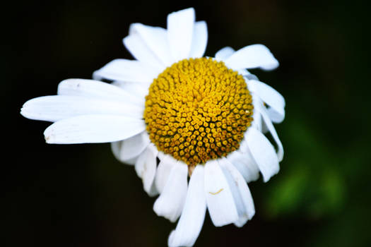 Daisy