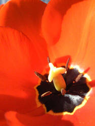 Tulip-Closeup