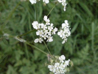 Little White Flower.