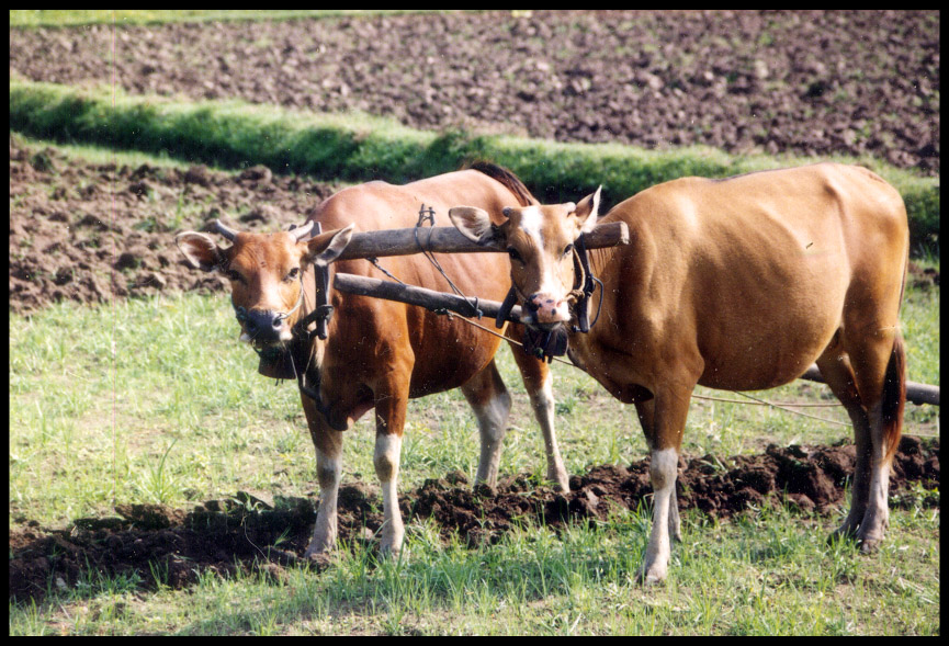 Cows - Bali