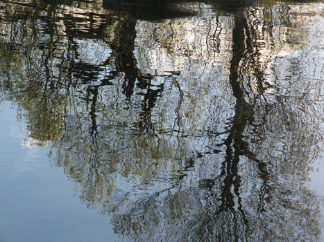 Wet Leaves