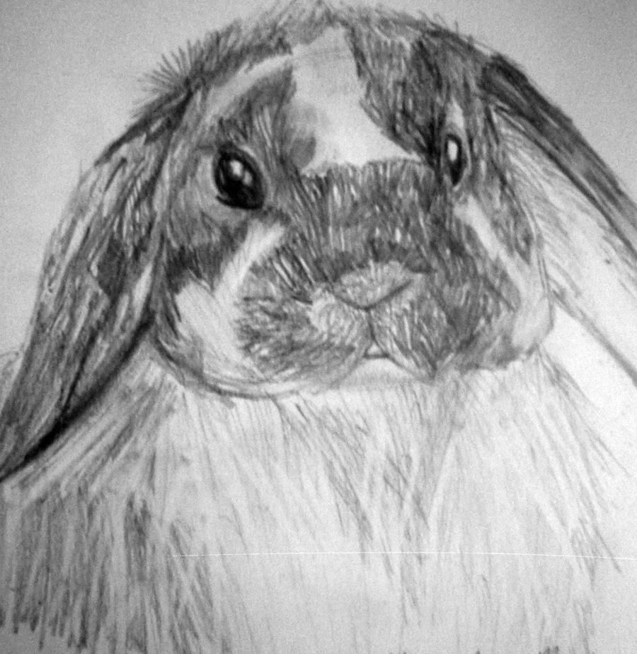 Deviantart Floppy Rabbit Floppy Eared Rabbit Sketch by auroraheart94 on DeviantArt