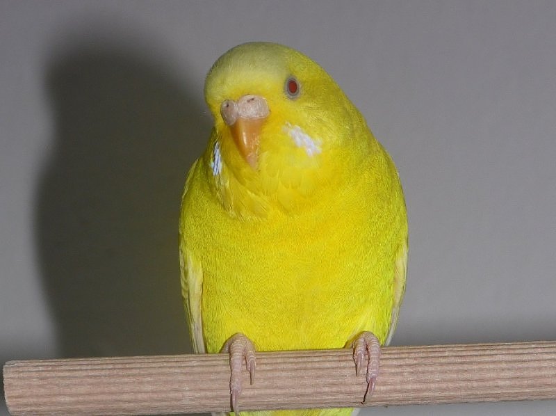 My yellow budgie named Okruszek