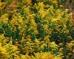 Goldenrods