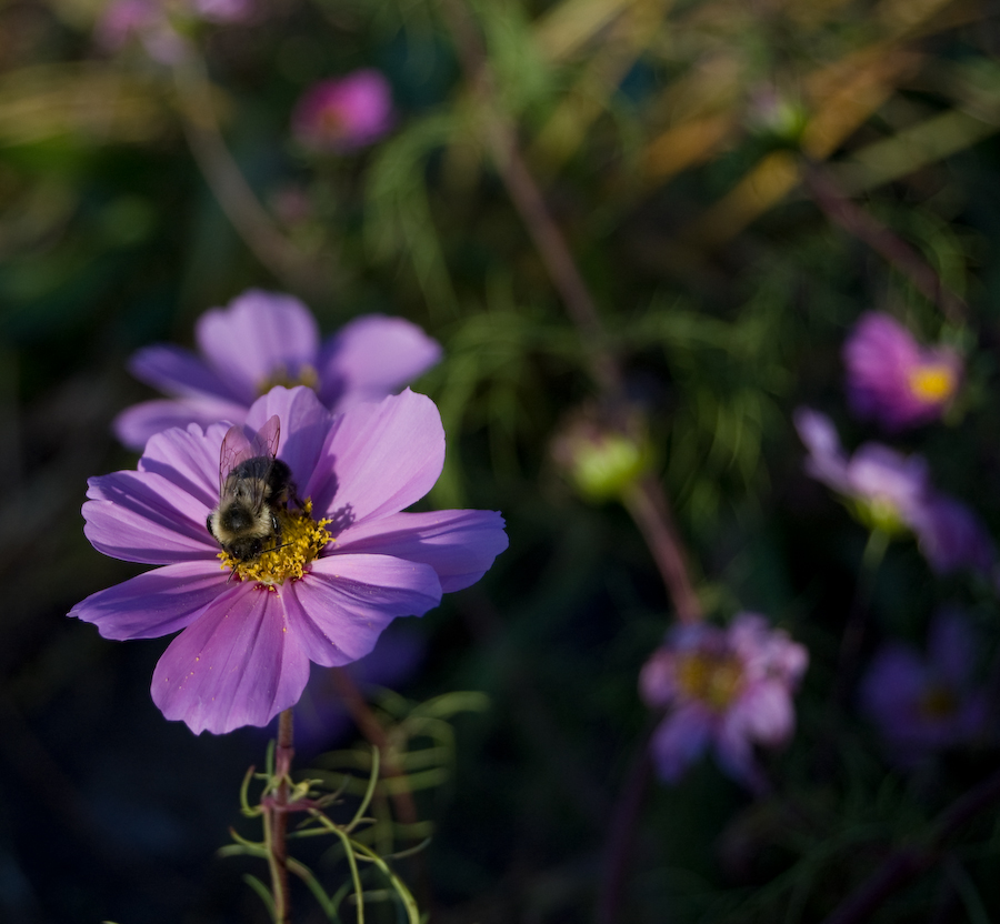 Quiet Meadow Bee