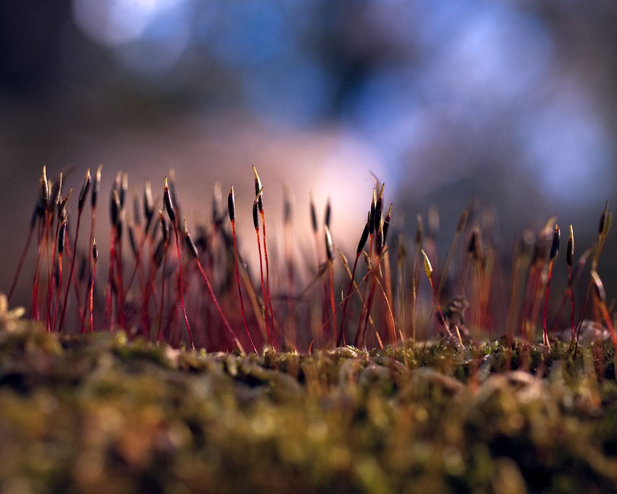 Forest Fungus