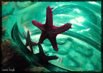 London Aquarium Starfish