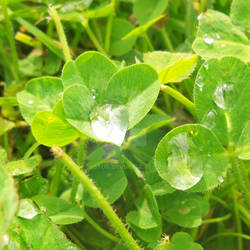 Clovers and Water Drops