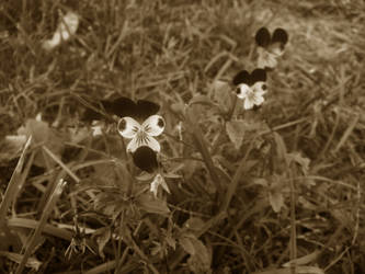 Sepia Focus...