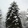 Winter Spruce