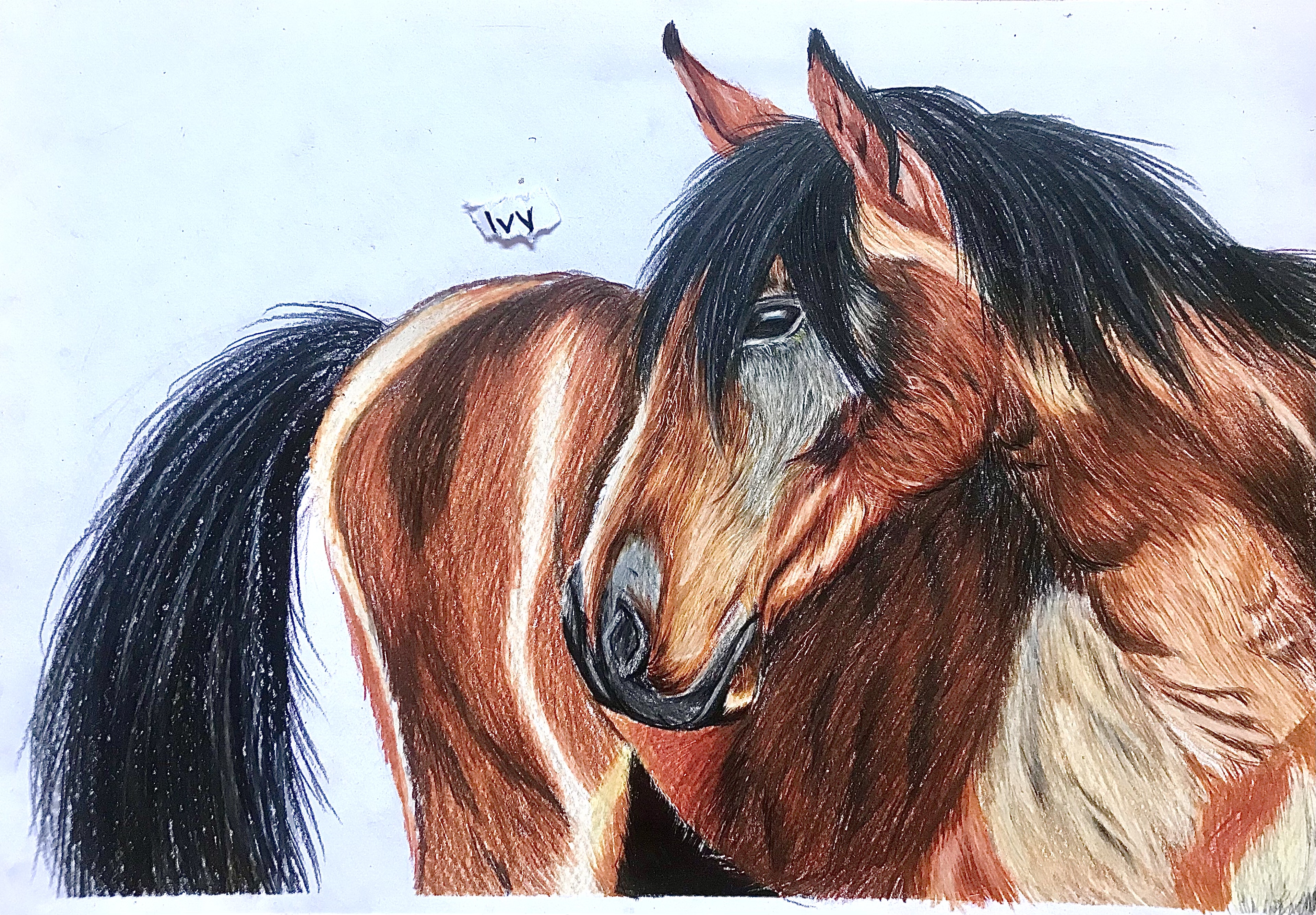 Horse Drawing