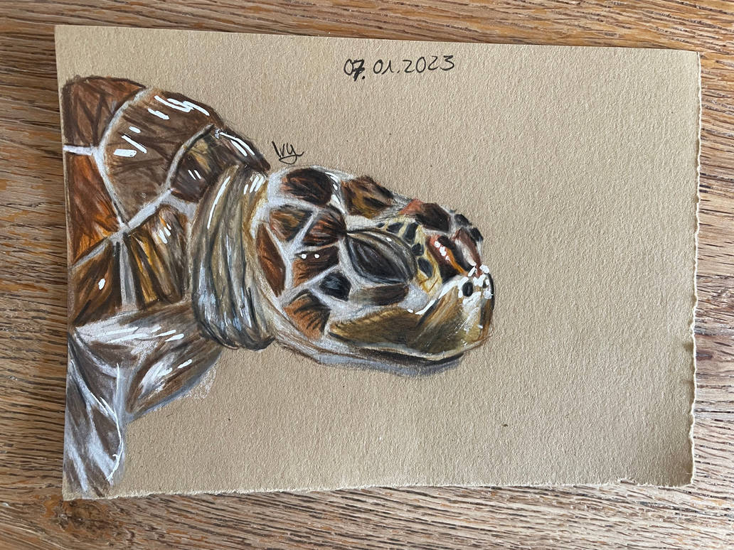 Turtle by IvyArtStorm on DeviantArt