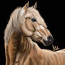 Haflinger