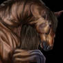 Dressage horse