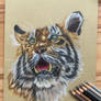 Tiger Drawing