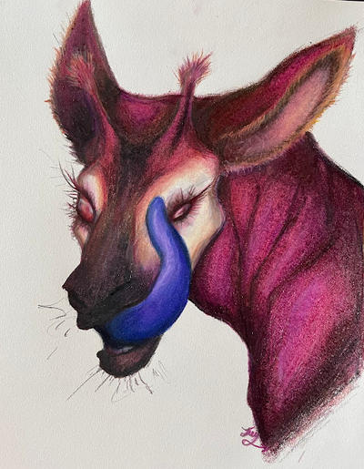 Okapi Drawing by PancakesR4TheWeak on DeviantArt