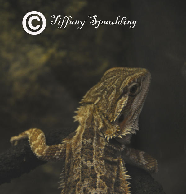 Bearded Dragon