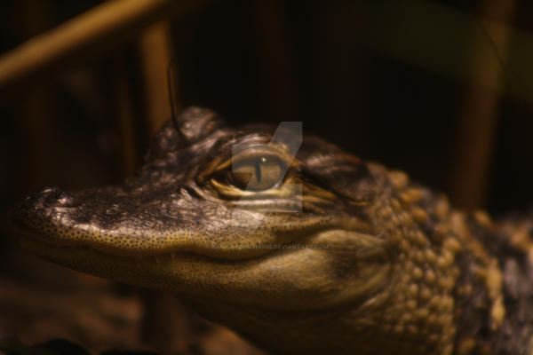 American Crocodile