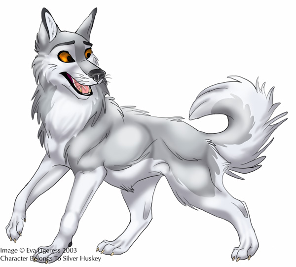 Silver Huskey