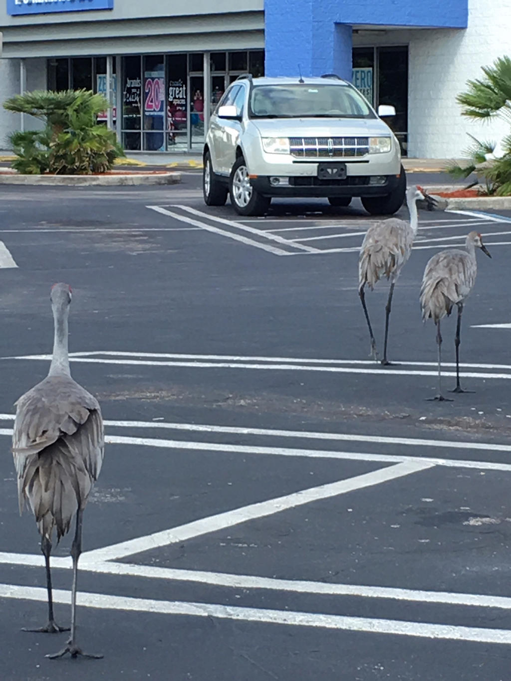 Story: Birding by cabridges