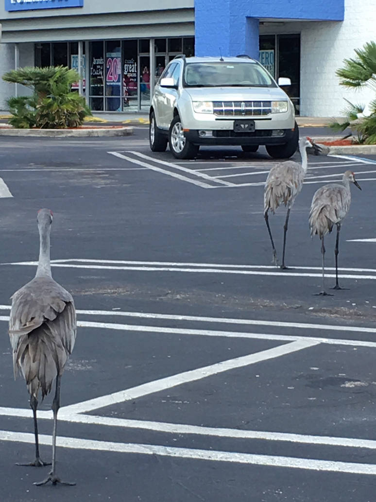 Story: Birding by cabridges