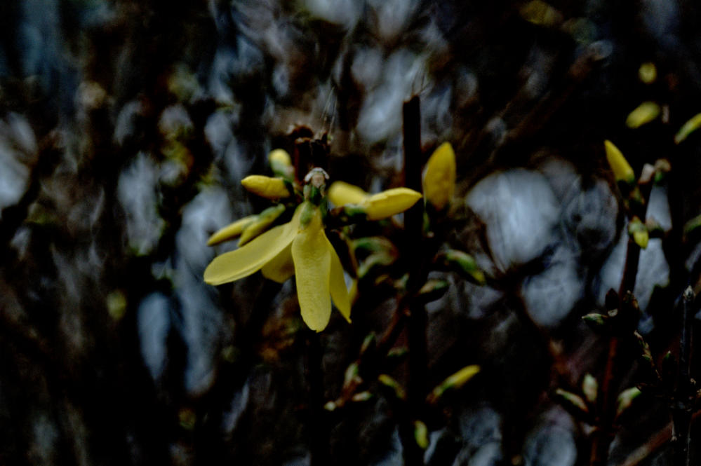 Walker's Yellow by CliveTheMan on DeviantArt