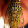 Little Cicada