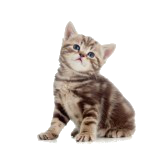 13 Gatitos png