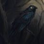 Raven sketch