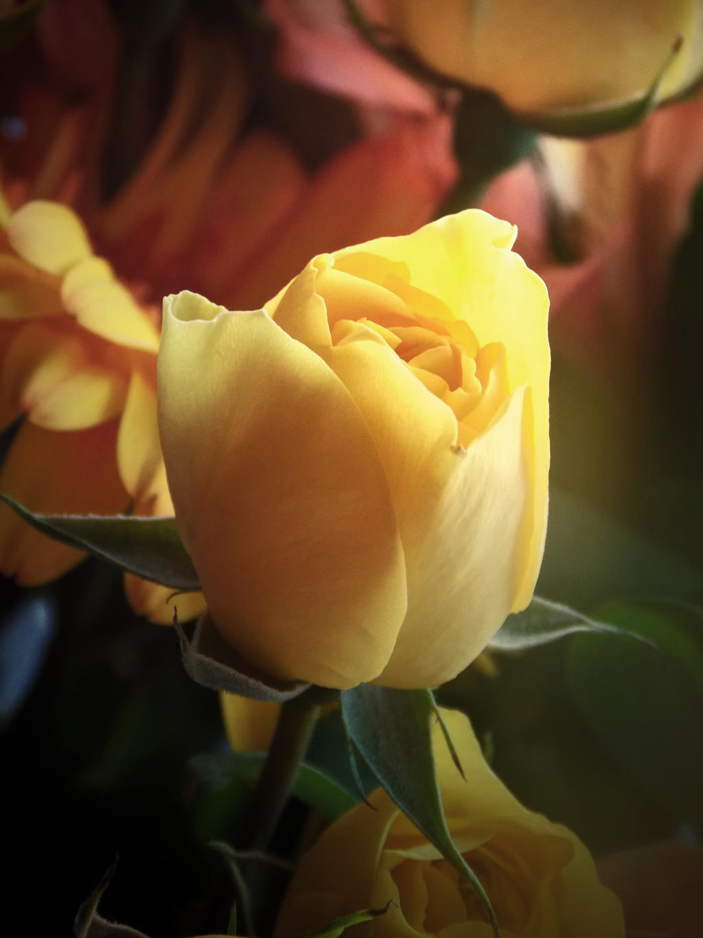 Yellow Roses IV