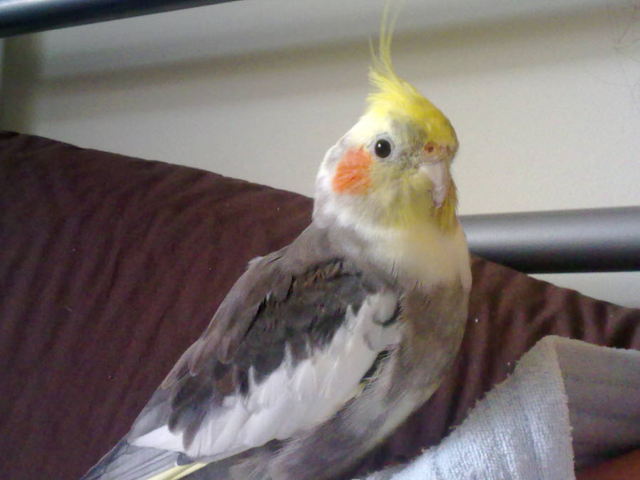 My cockatiel by Jesseka-maree