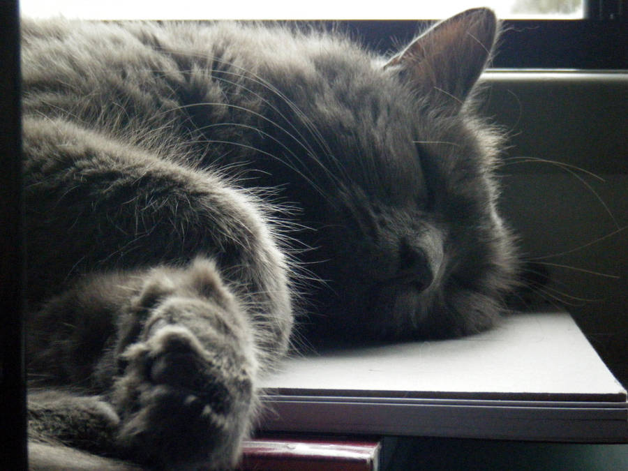 sleepy head by Jesseka-maree
