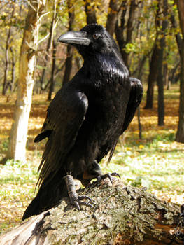 Autumn raven